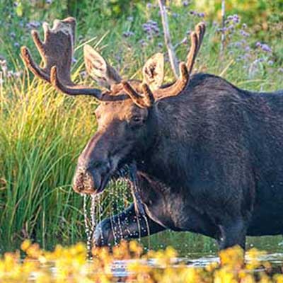 moose-canada-wildlife-management
