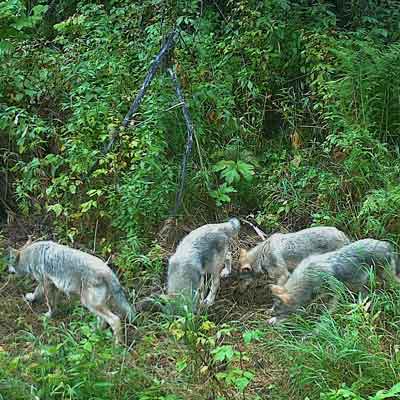 pack-of-wolves-northern-bc-evan-saugstad