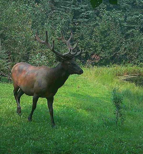 bull elk northern bc