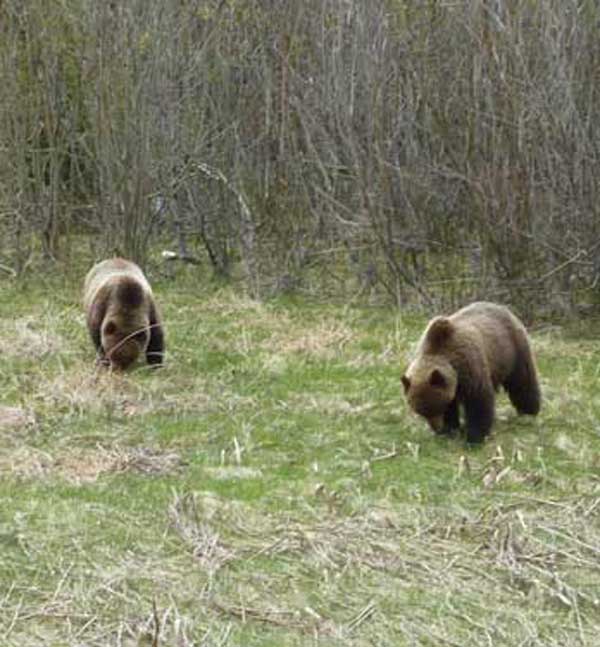 GRIZZLY BEARS NORTHERN BC