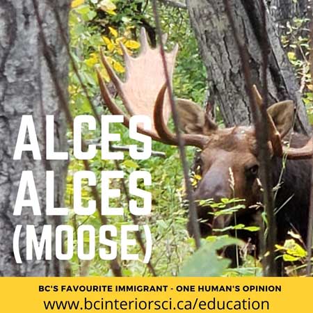 moose article series hunters for bc sci
