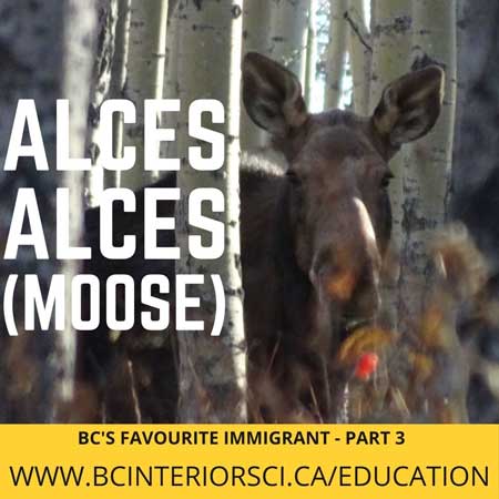 alces-alces-moose-series-hunters-for-bc-sci