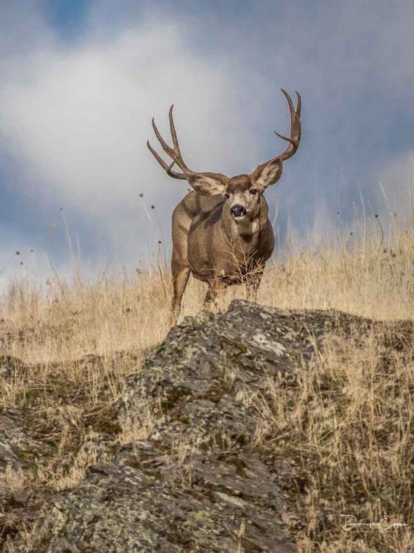 mule-deer-buck-on-rock-darryn-epp-photography