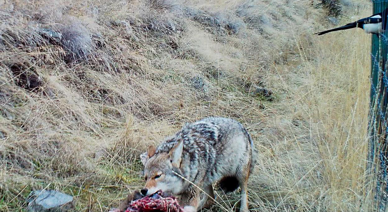 On a cold January morning, as darkness consumed the frost-covered ground, a haunting scene unfolded along a remote stretch of highway in British Columbia. A trail camera, positioned near a highway fence, captured an interaction that epitomizes the harsh realities of life in the wild—a lone mule deer, cornered by a cunning coyote, becomes prey in a brutal struggle for survival.