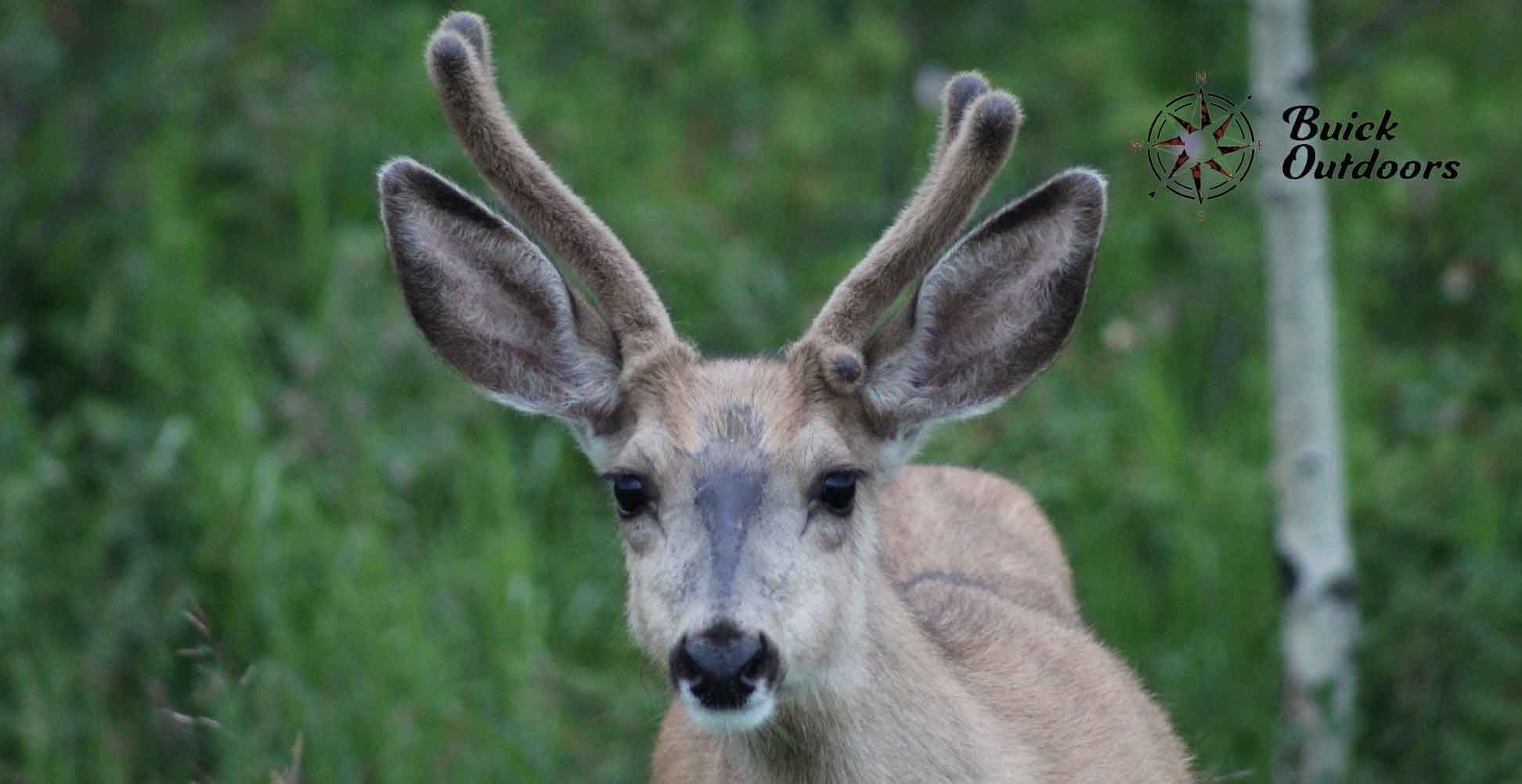 mule-deer-sheldon-marion