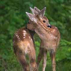 young-deer-wildlife-management-british-columbia