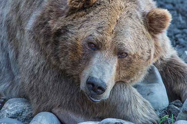 GRIZZLY-BEAR-KEVIN-NOBLE