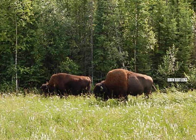 bison-northern-bc-robin-routledge