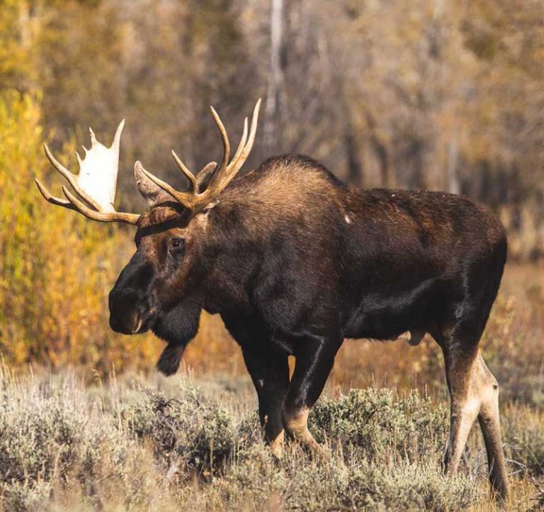 bull-moose-CANADA-zachery-perry
