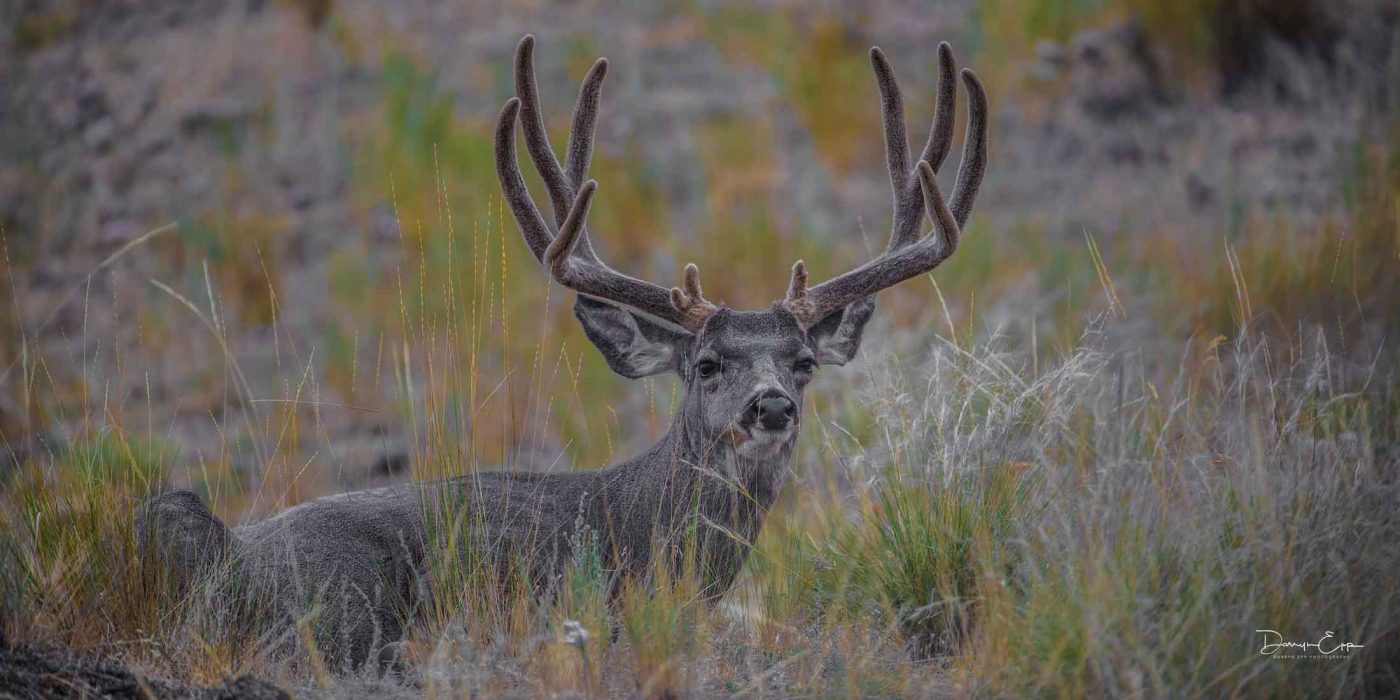 darryn-epp-mule-deer-bedded