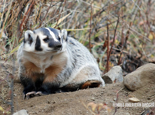 BadgerFemale_RKlafki