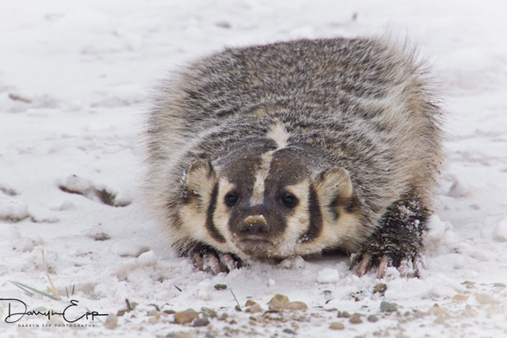 american-badger-darryn-epp-photographer