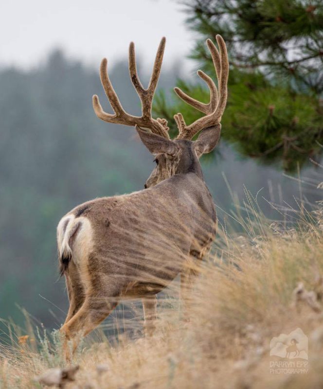 mule-deer-buck-velvet-antlers-darryn-epp-photography