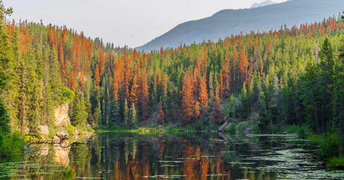 PINE-BEETLE-KILL-FOREST-AROUND-LAKE-DARRYN-EPP-PHOTOGRAPHY