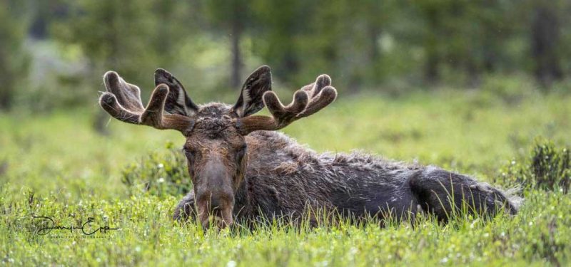 bull-moose-laying-down-darryn-epp-photography