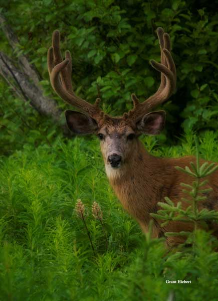 grant-hiebert-mule-deer