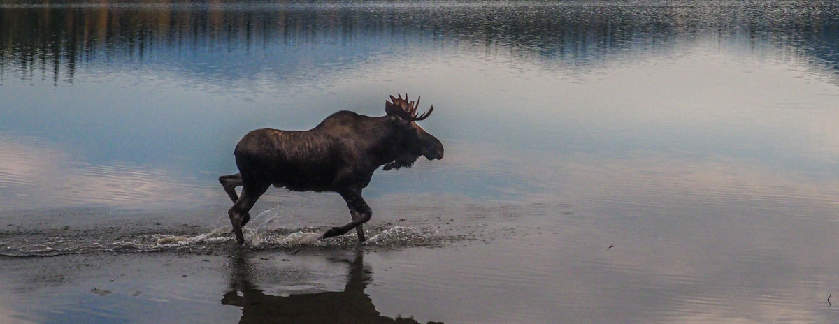 lesly-derksen-moose-unsplash