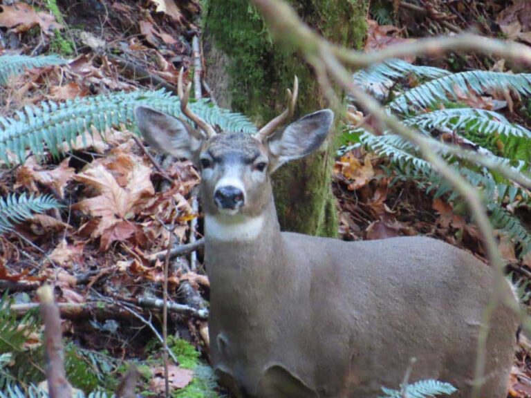 Heather-Pederson-blacktail-buck