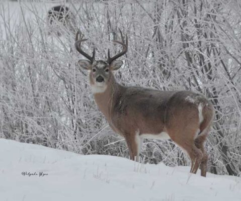 whitetail-buck-velynda-szoo