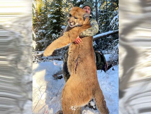 cougar-hunting-cover-outfitting-british-columbia