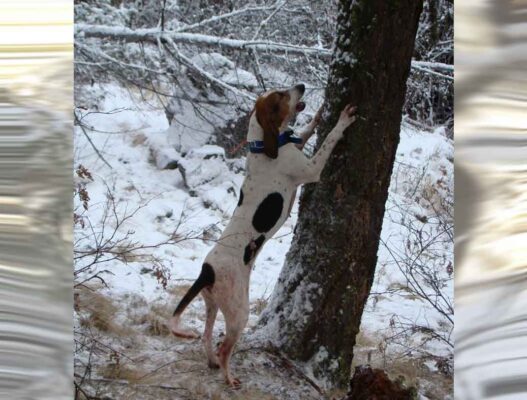 cougar-hunting-dog-covert-outfitting-bc