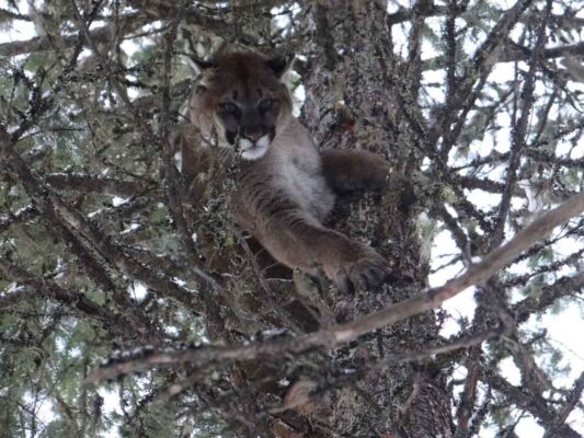 cougar-in-a-tree-covert-outfitting-british-columbia