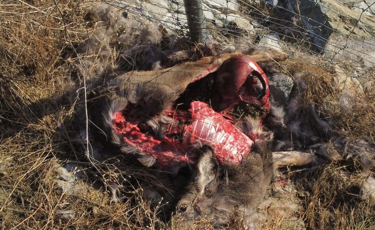 mule deer mortality monitoring