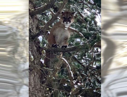 treed-cougar-covert-outfitting-british-columbia