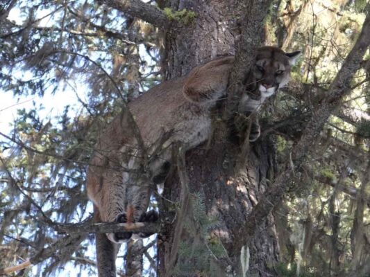 treed-cougar-hunt-covert-outfitting