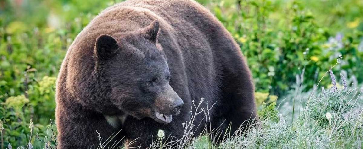 black-bear-in-field-cropped