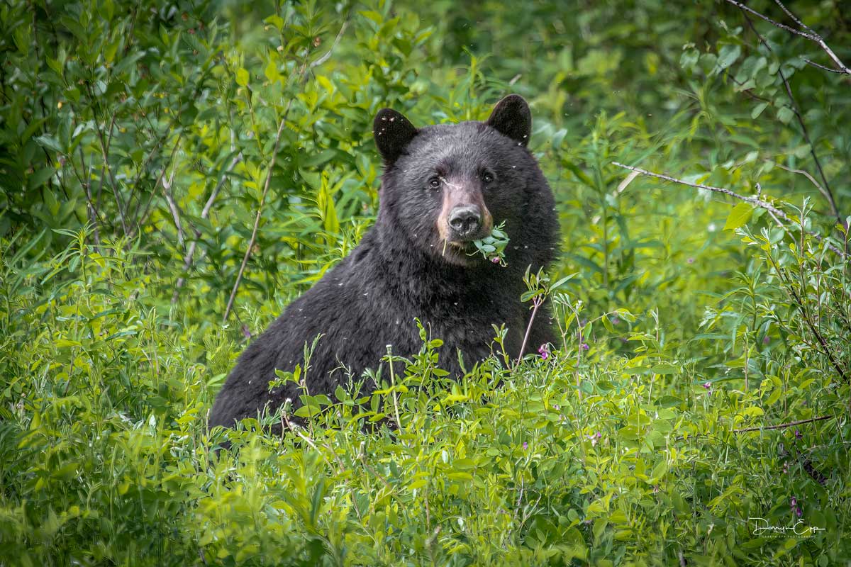 black-bear-in-grass-photo-credit-darryn-epp
