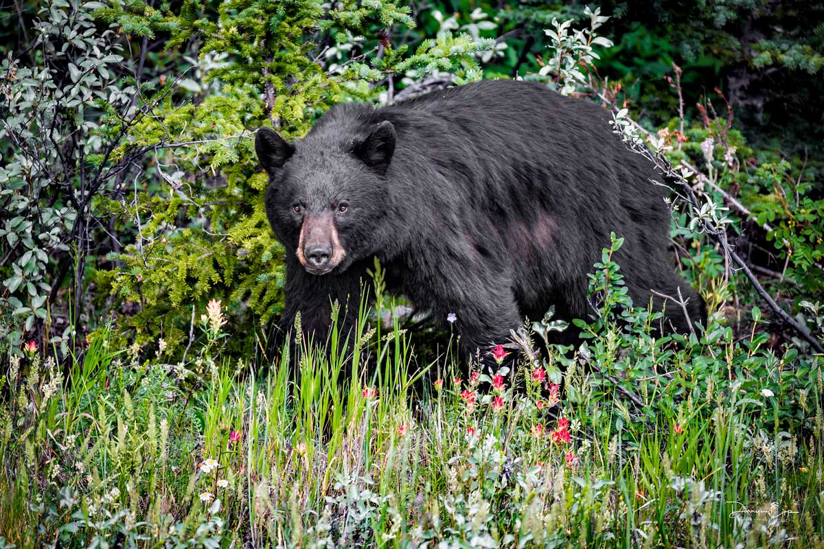 black-bear-photo-credit-darryn-epp