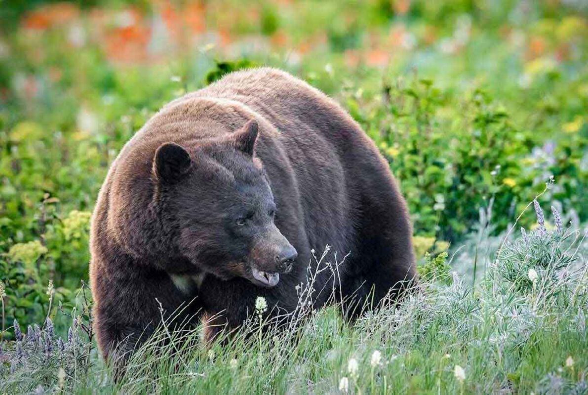 black-bear-in-field-web