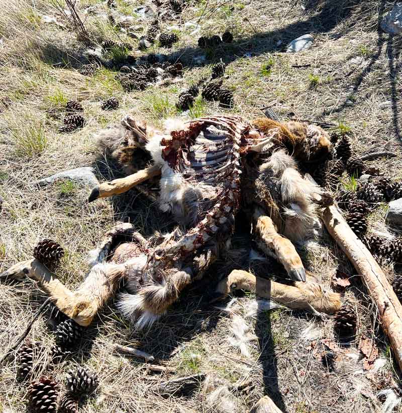 whitetail-doe-carcass-on-top-of-mule-deer-doe-carcass-April-2023-mt-eneas