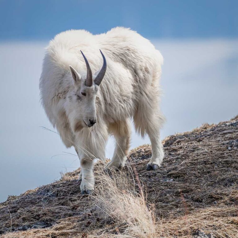 mountain-goat-in-bc-darry-epp-photography