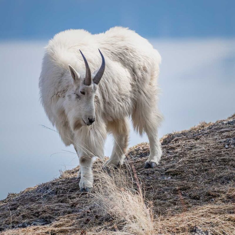 mountain-goat-in-bc-darry-epp-photography
