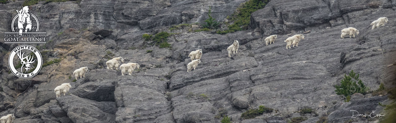 goats on mountain darryn epp photography