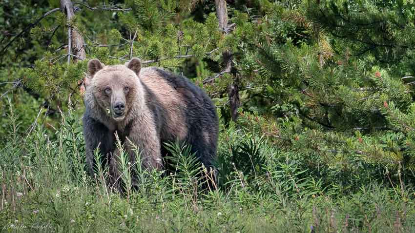 silver tip grizzly bear northern bc