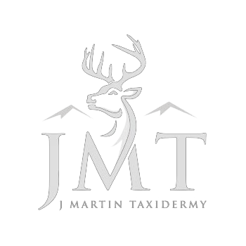 J Martin Taxidermy