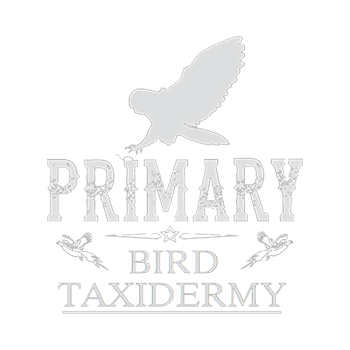 Primary Bird Taxidermy