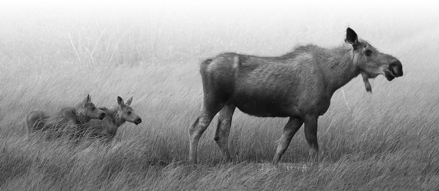Hunters for BC Moose with Calves