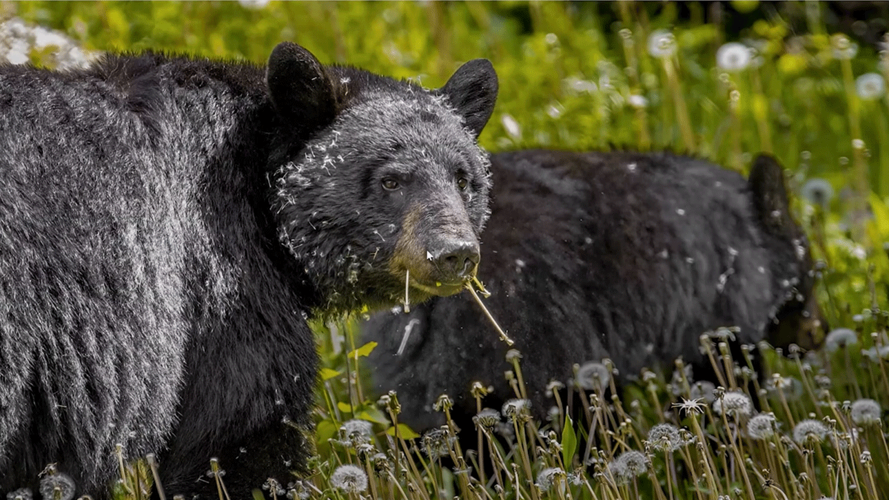 Hunters for BC Presents Field Judging Black Bears